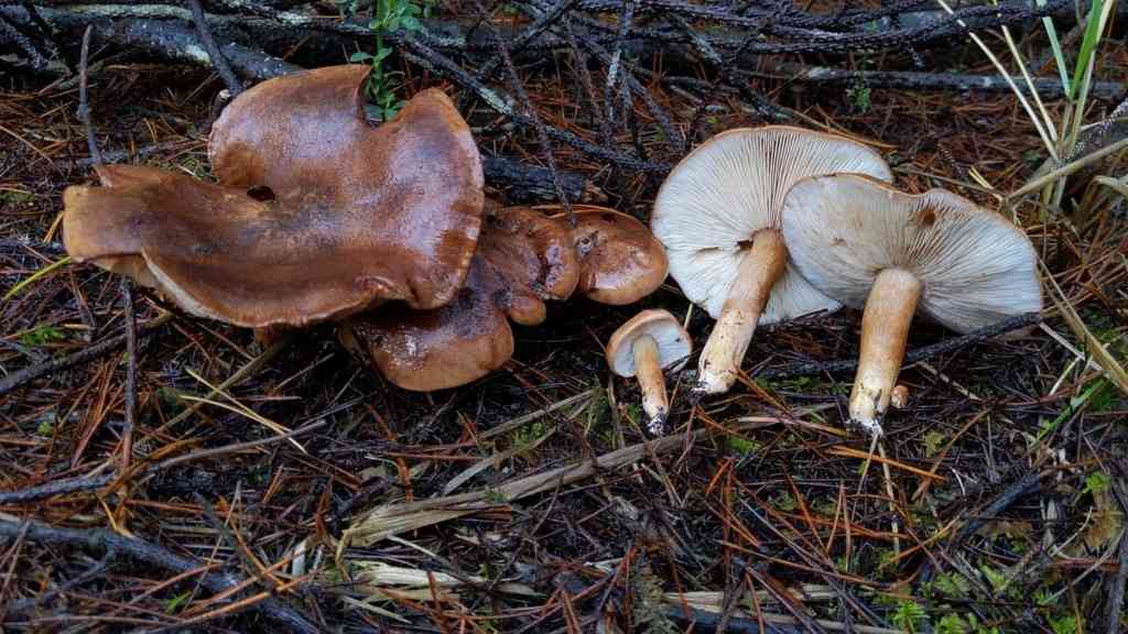 Tricholoma fracticum (Tricholoma fracticum) thumbnail 3