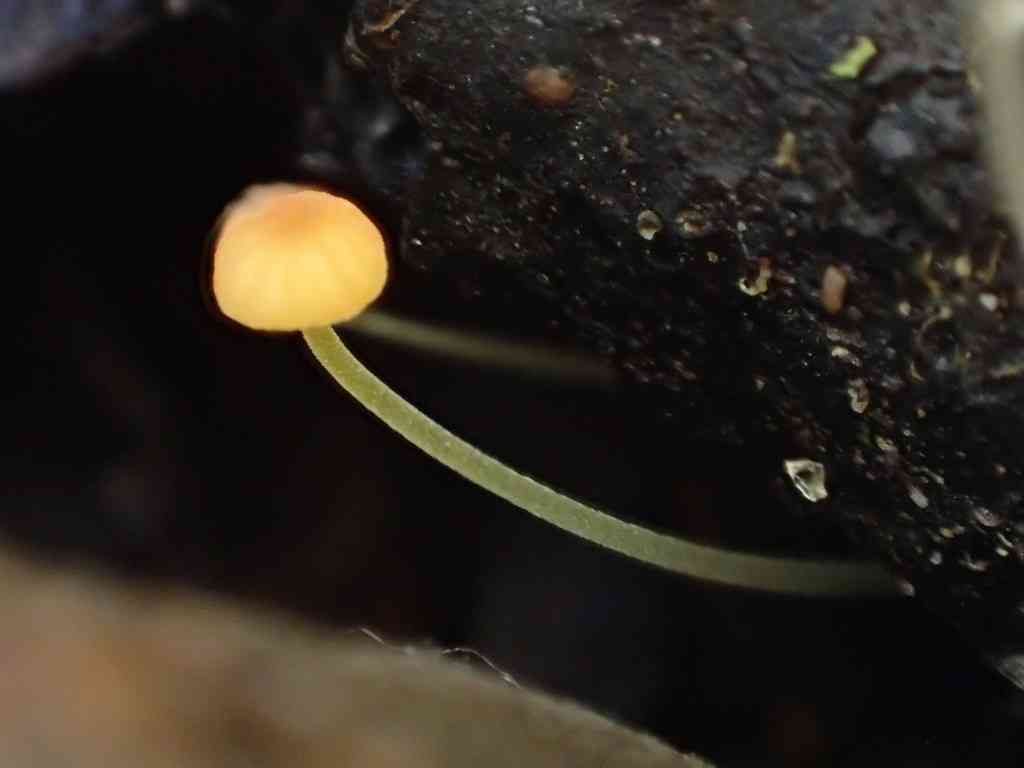 Western yellow mycena (Mycena oregonensis) thumbnail 2