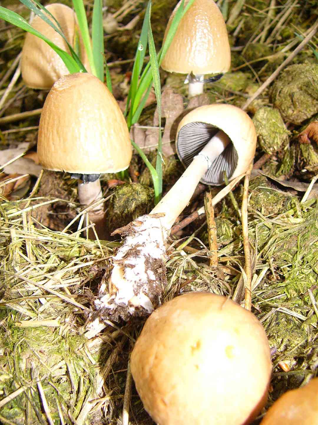 Egghead mottlegill (Panaeolus semiovatus) thumbnail 2