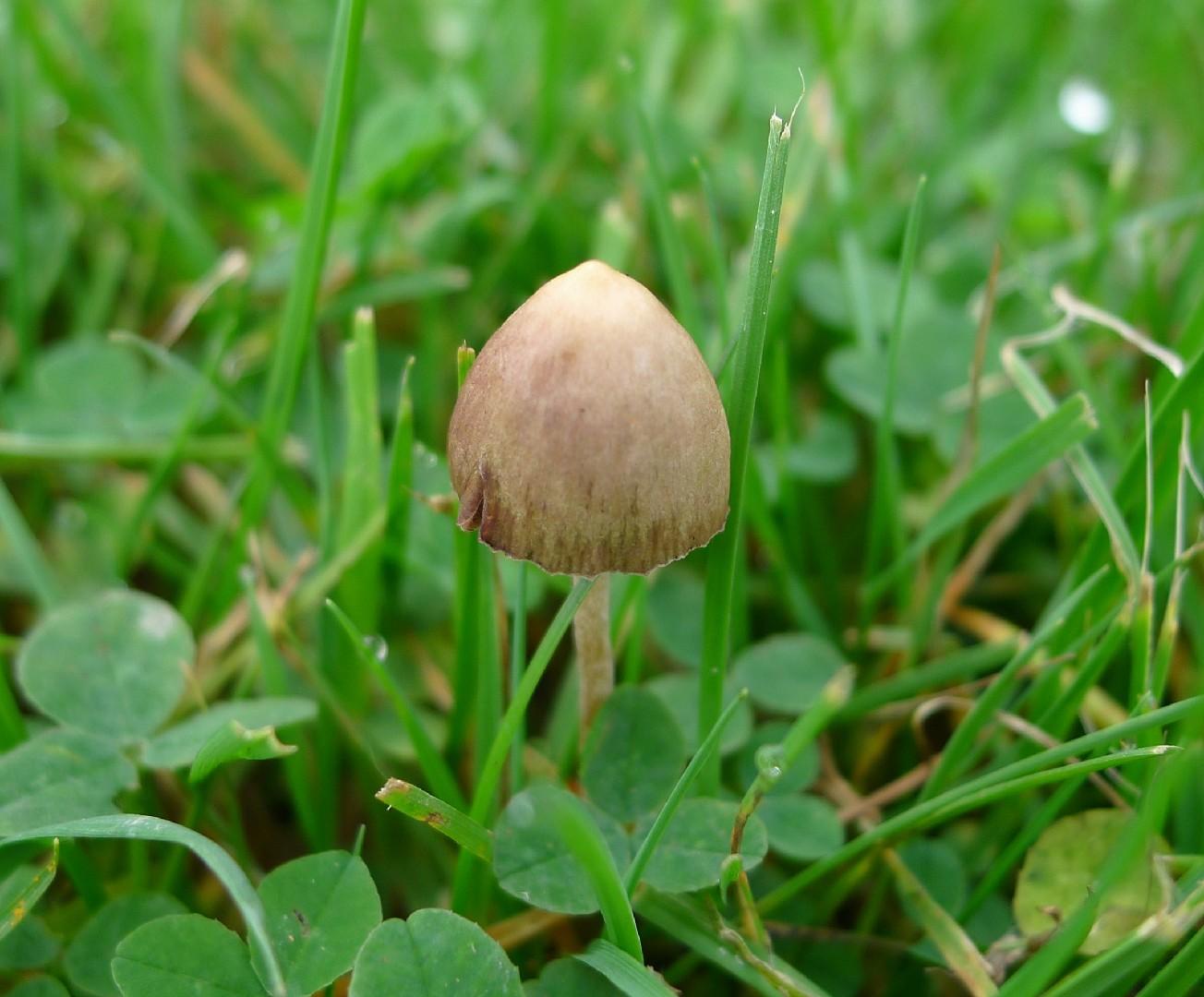 Liberty cap thumbnail 3
