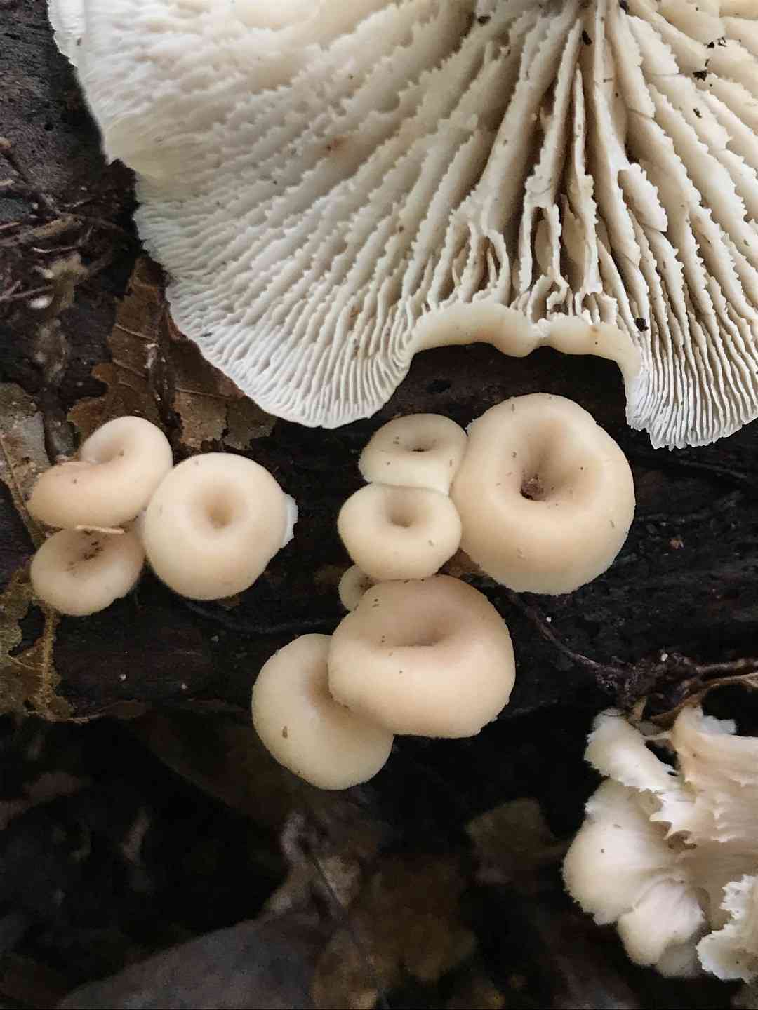 Lentinellus micheneri (Lentinellus micheneri) thumbnail 1