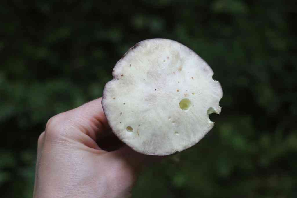 Slippery white bolete (Suillus placidus) thumbnail 2
