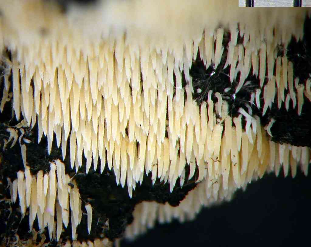 Swarming spine (Mucronella calva) thumbnail 3