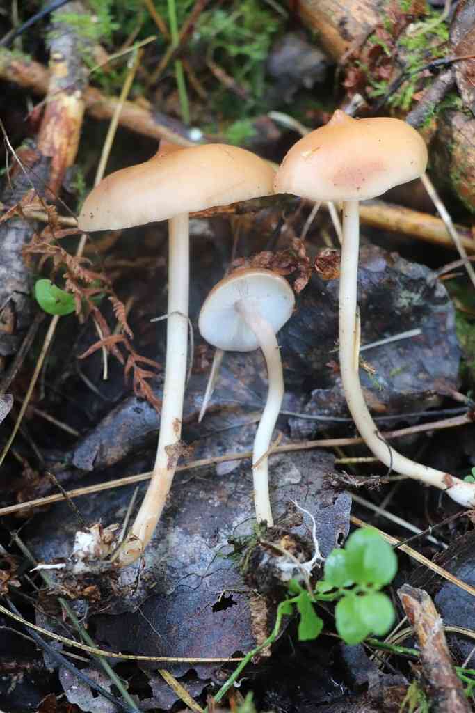 Toothed toughshank (Rhodocollybia prolixa) thumbnail 3