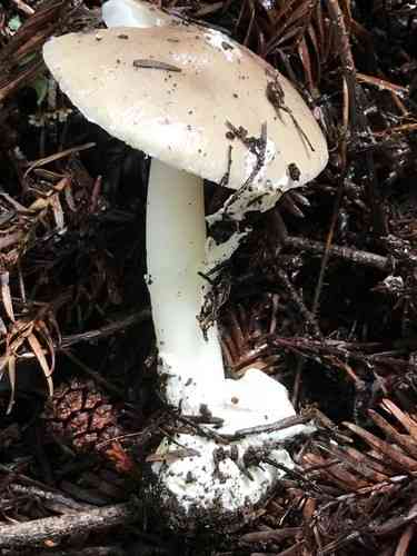 Candlestick amanita (Amanita calyptratoides) thumbnail 3