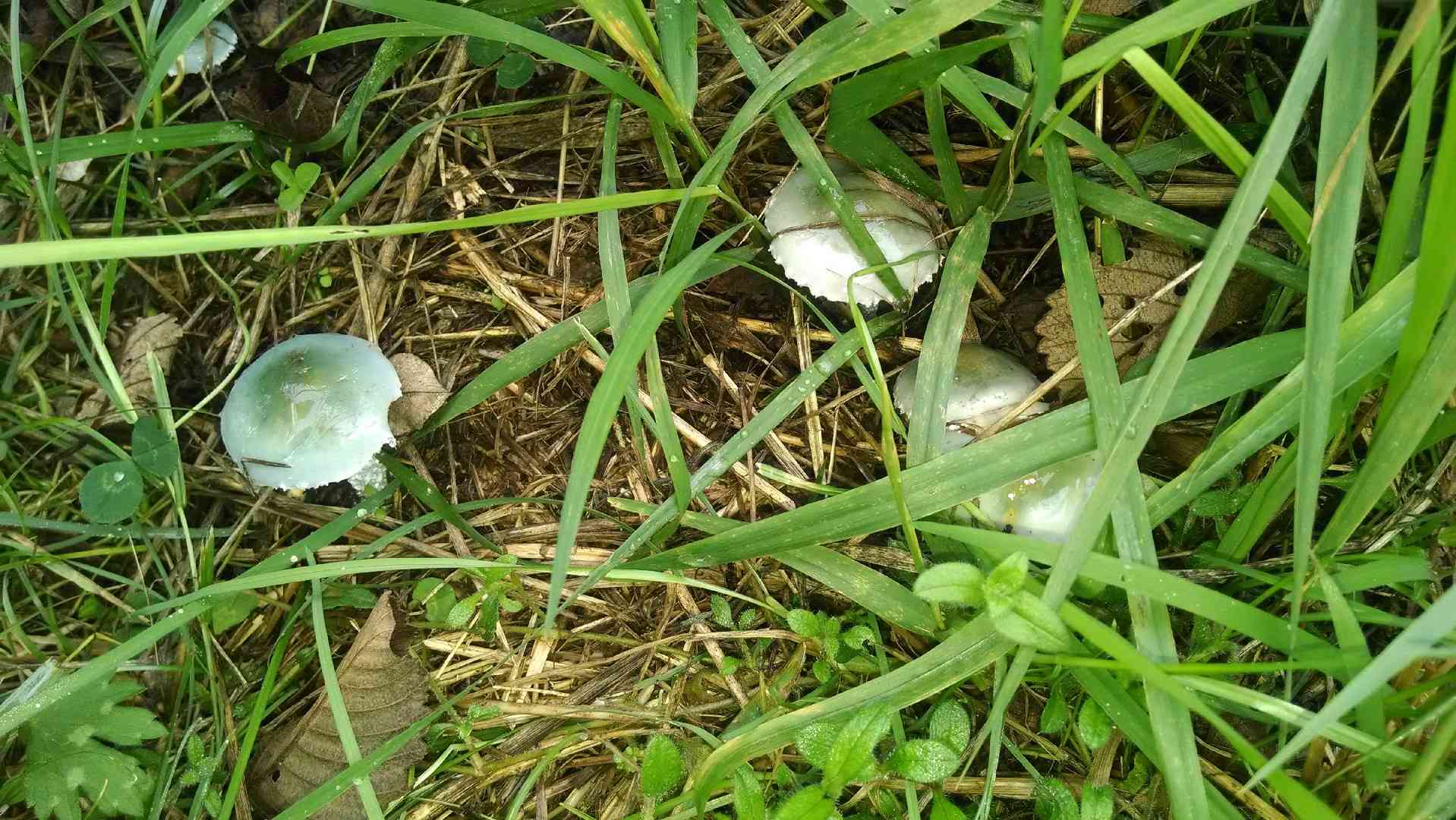 Peppery roundhead (Stropharia pseudocyanea) thumbnail 3