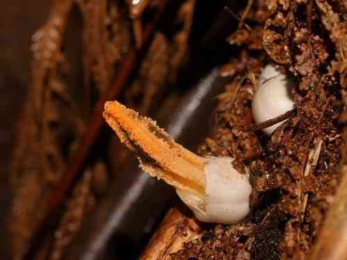 Stinky squid (Pseudocolus fusiformis) thumbnail 3