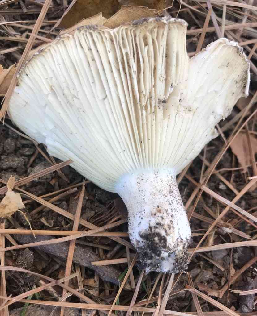 Blue band brittlegill (Russula chloroides) thumbnail 2