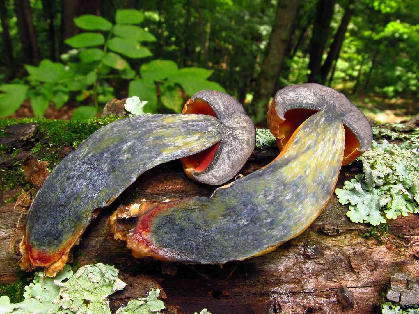 Boletus subluridellus (Boletus subluridellus) thumbnail 3