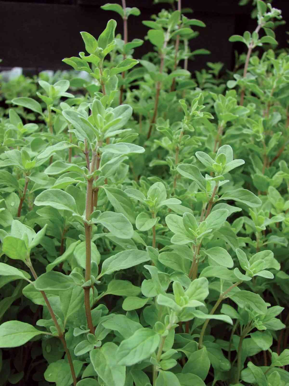 Sweet marjoram