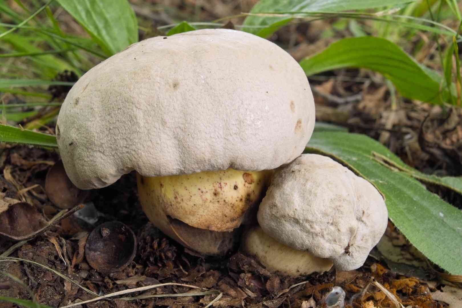Rooting bolete