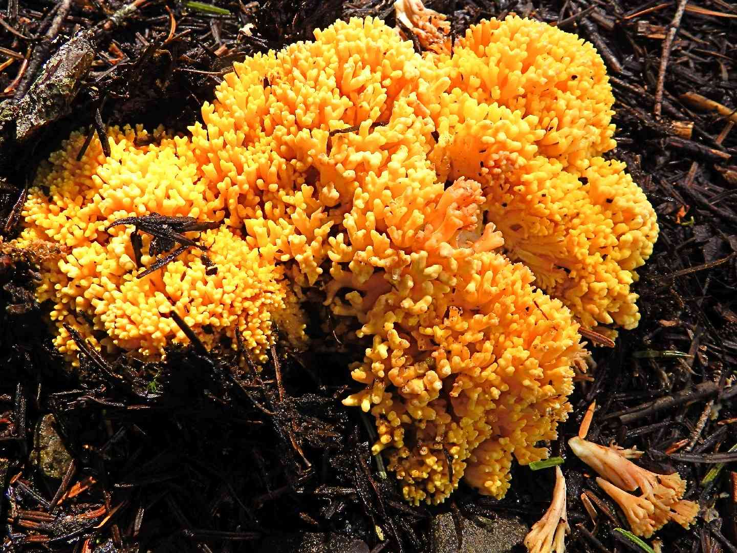 Rosso coral fungus (Ramaria botrytis) thumbnail 2