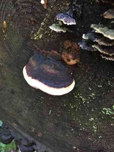 Red-belted conk (Fomitopsis pinicola) thumbnail 2