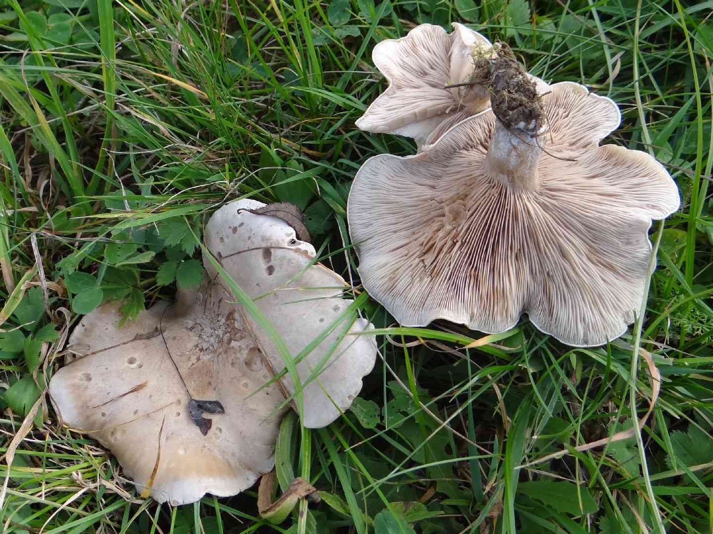 Spotted blewit (Lepista panaeolus) thumbnail 2