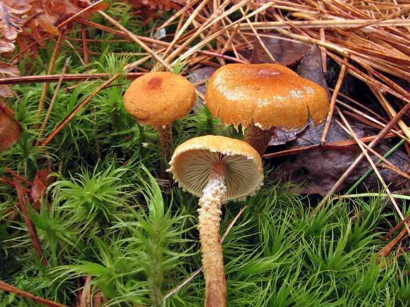 Pine powdercap (Cystoderma jasonis) thumbnail 1