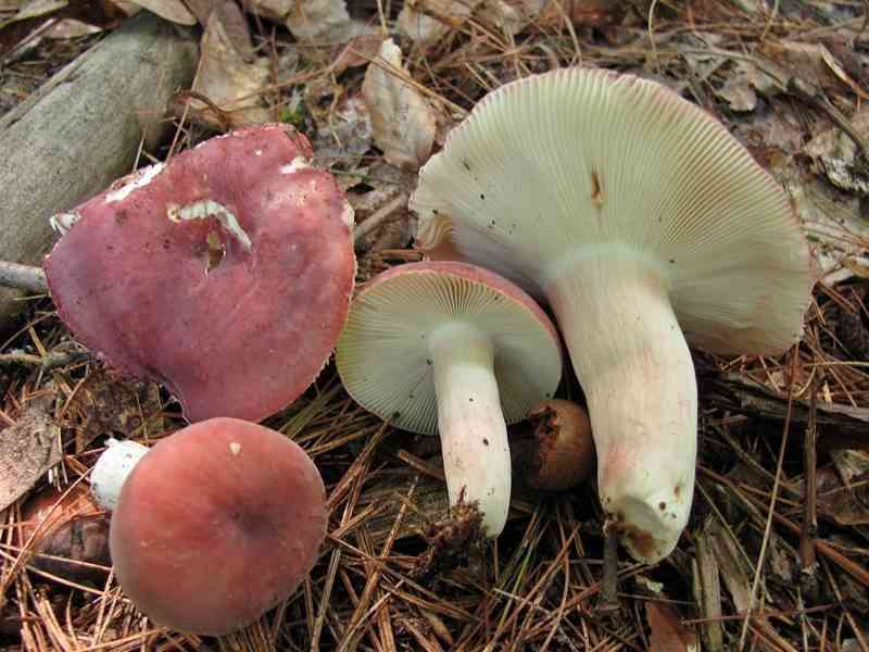 Russula amoena