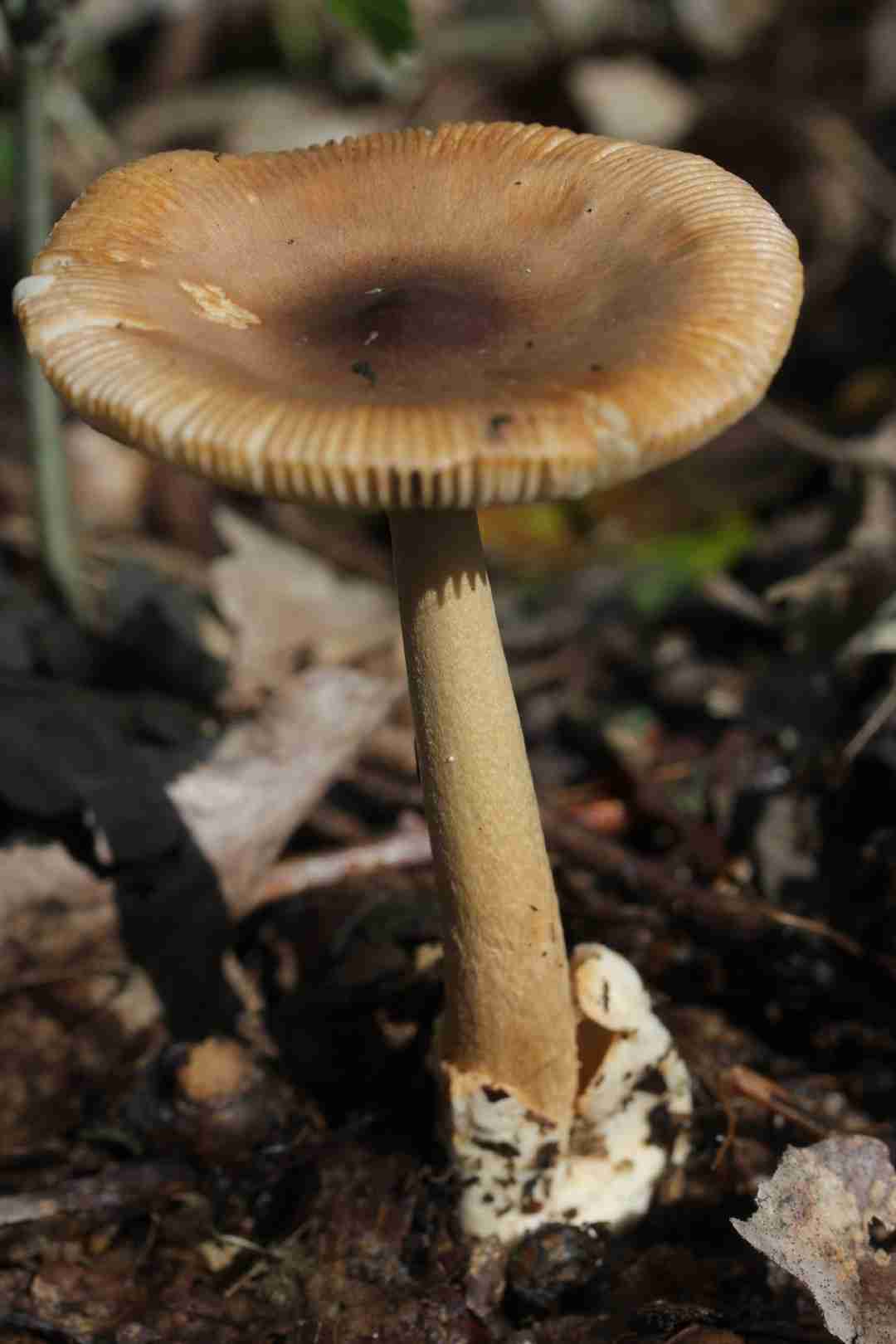 Tawny grisette (Amanita fulva)