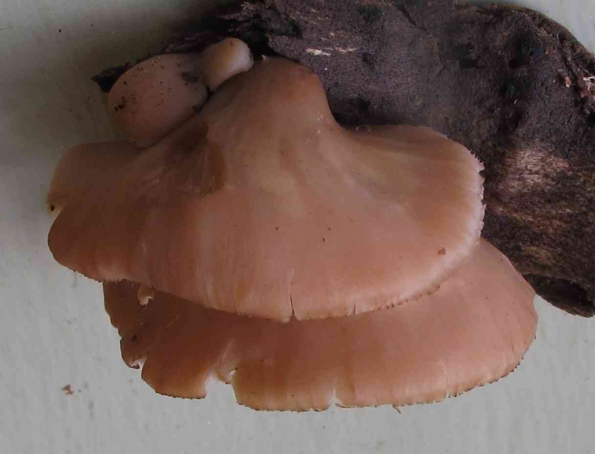 Lentinellus flabelliformis (Lentinellus flabelliformis) thumbnail 2