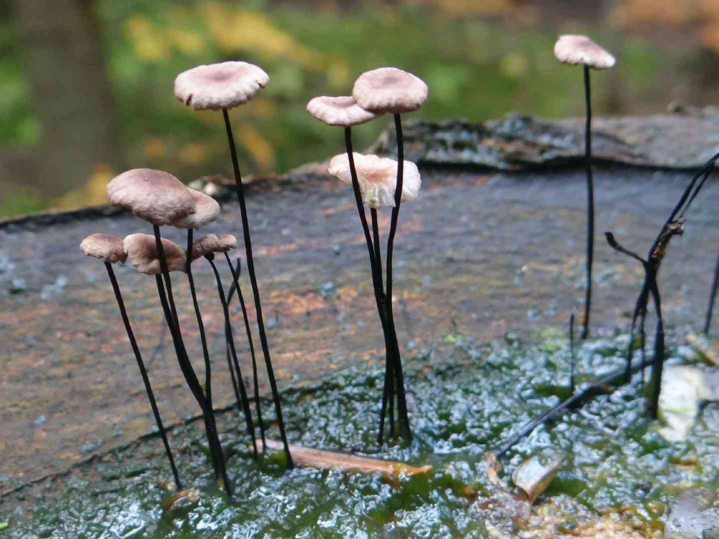 Horsehair fungus (Gymnopus androsaceus) thumbnail 1