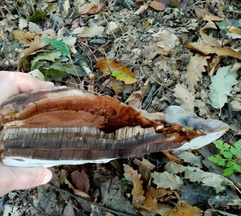 Beeswax bracket (Ganoderma pfeifferi) thumbnail 3