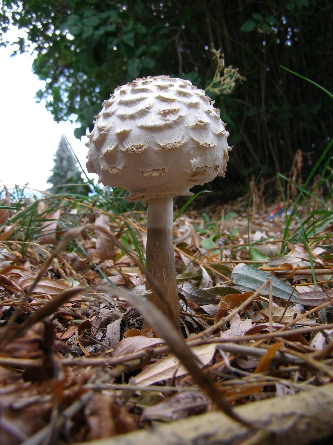 Shaggy parasol thumbnail 2