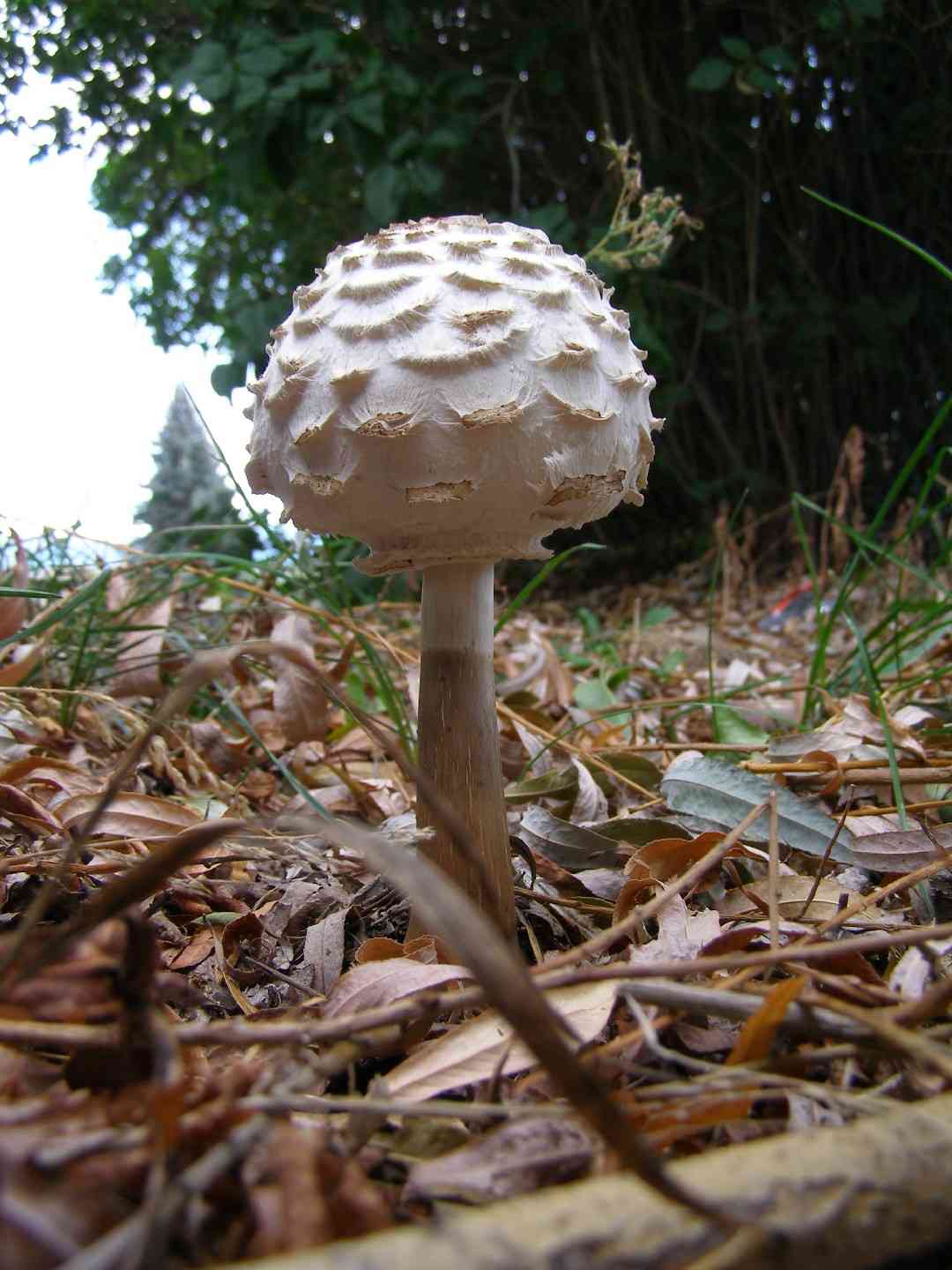 Shaggy parasol (Chlorophyllum rhacodes) thumbnail 2
