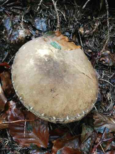 Dusky bolete (Porphyrellus porphyrosporus) thumbnail 3