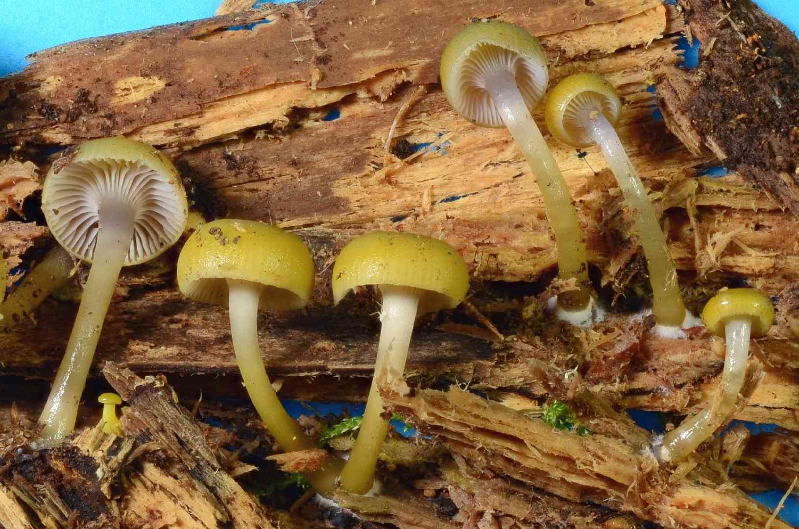 Chromosera cyanophylla (Chromosera cyanophylla) thumbnail 2