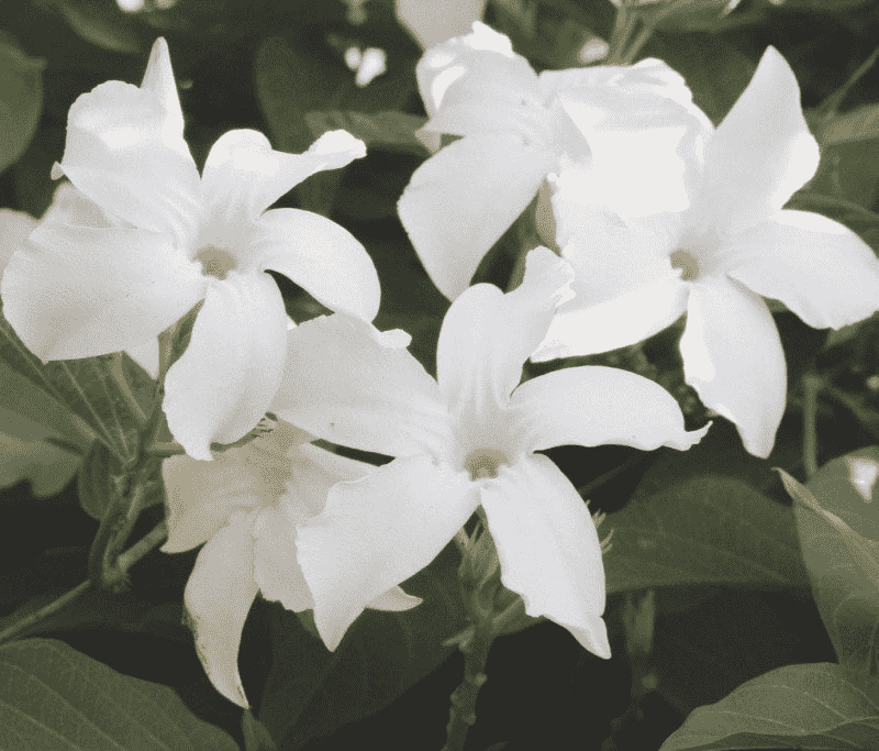 Chilean jasmine