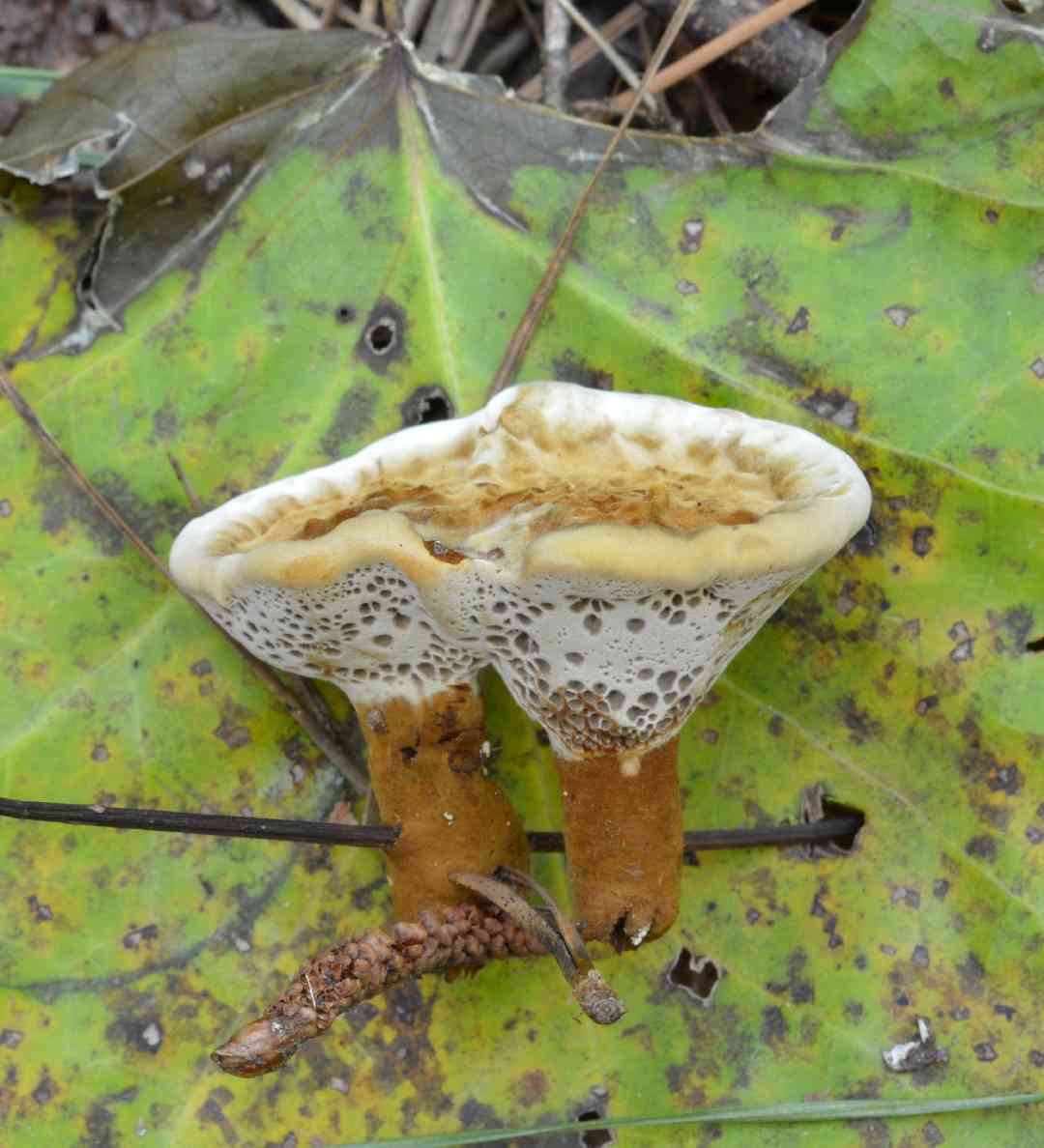 Coltricia montagnei (Coltricia montagnei) thumbnail 3