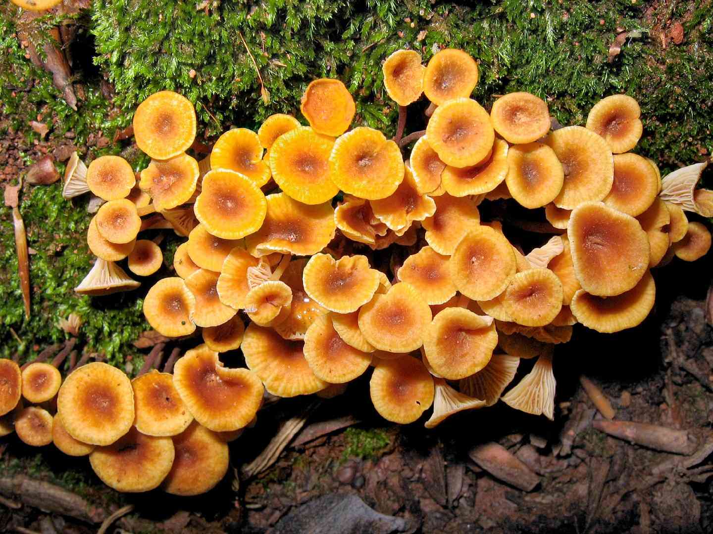Pinewood gingertail (Xeromphalina campanella) thumbnail 3