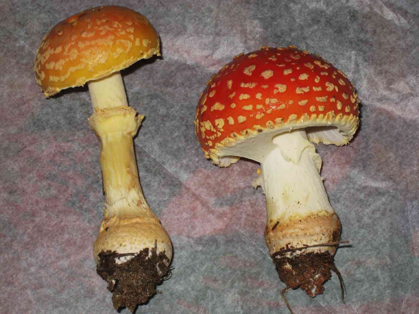 Peach-colored fly agaric (Amanita persicina) thumbnail 3