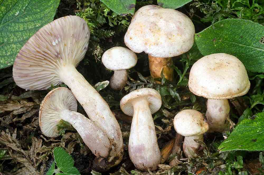 Willow milkcap (Lactarius aspideus) thumbnail 2