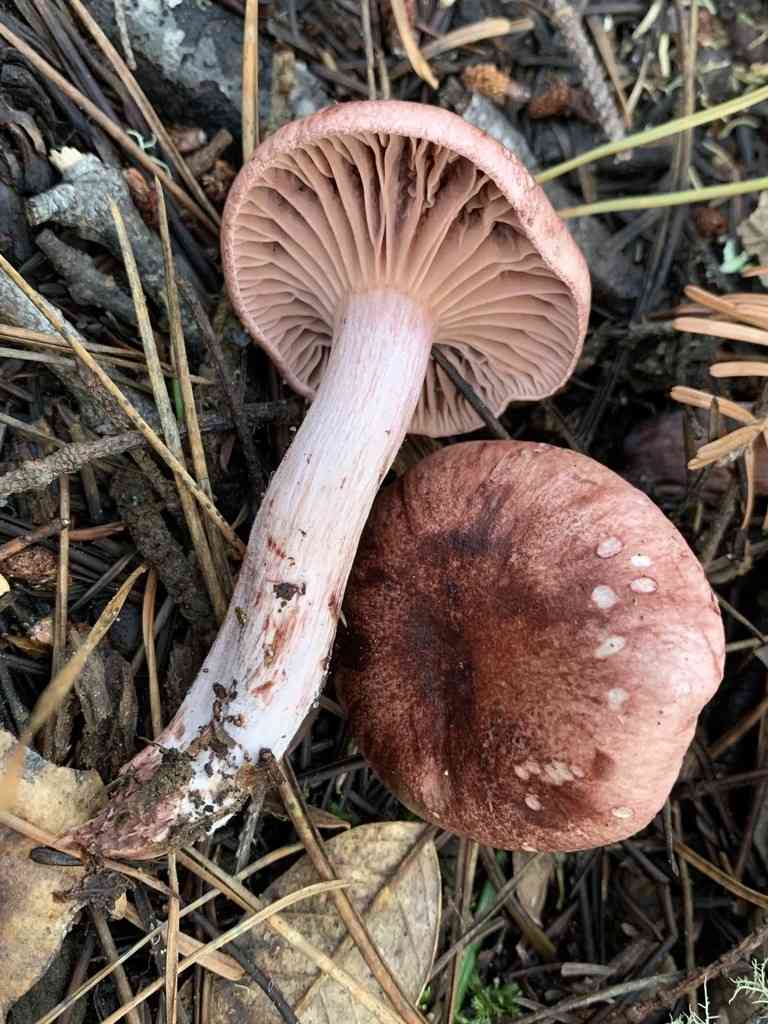 Blotched woodwax (Hygrophorus erubescens) thumbnail 3