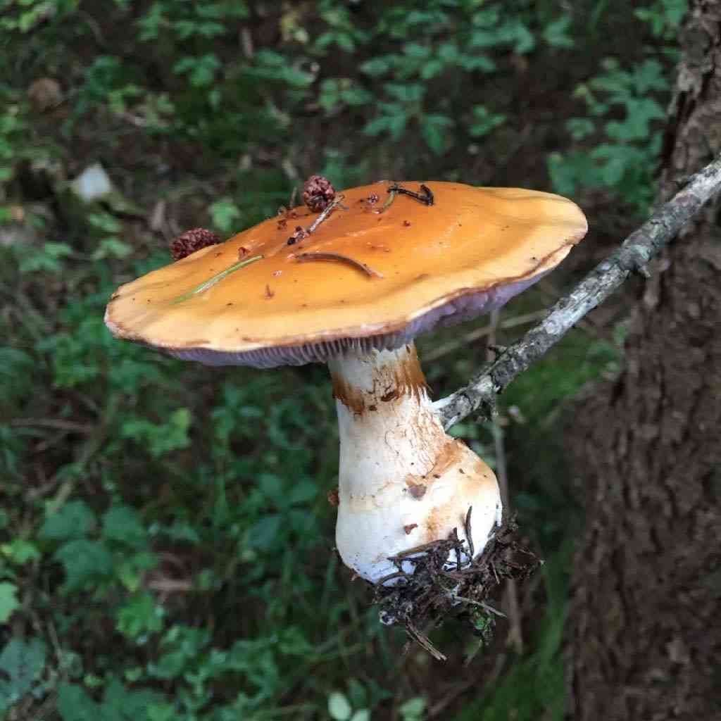 Contrary webcap (Cortinarius varius) thumbnail 1