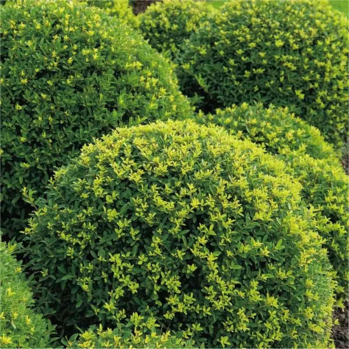 Japanese holly