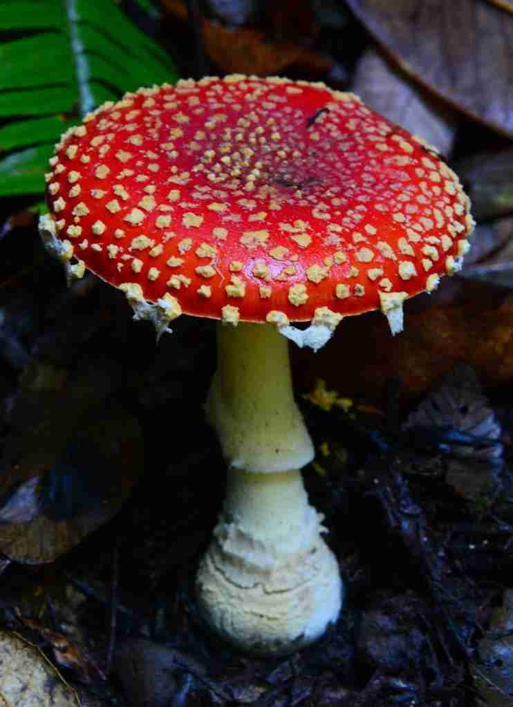 Fly agaric