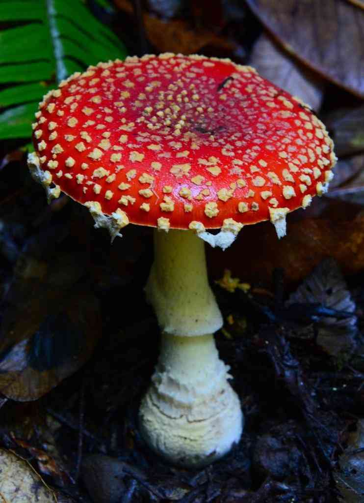 Fly agaric