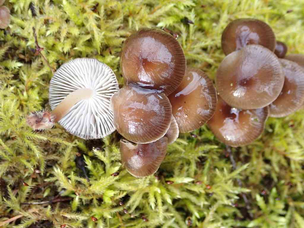 Winter bonnet (Mycena tintinnabulum) thumbnail 2