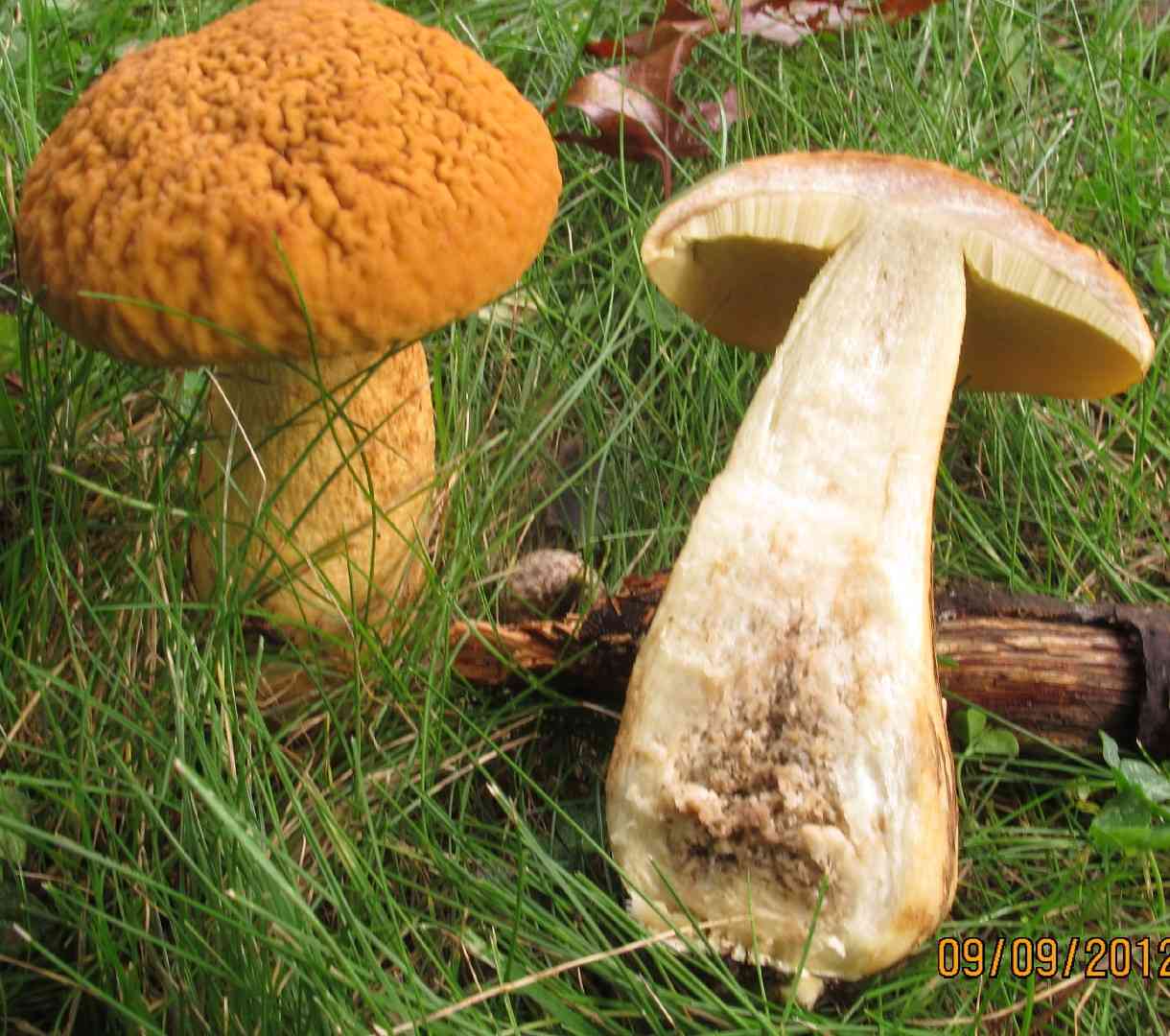 Wrinkled leccinum (Leccinum rugosiceps) thumbnail 2
