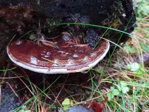Artist's conk (Ganoderma applanatum) thumbnail 2