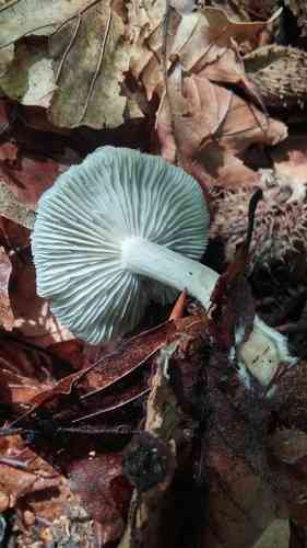 Aniseed funnel (Clitocybe odora) thumbnail 3