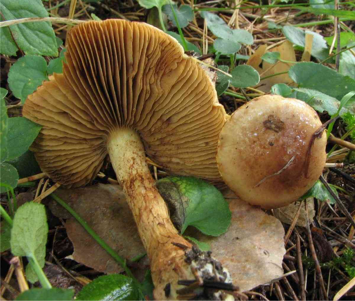 Cortinarius mussivus (Cortinarius mussivus) thumbnail 2