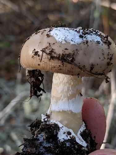 Candlestick amanita (Amanita calyptratoides) thumbnail 2