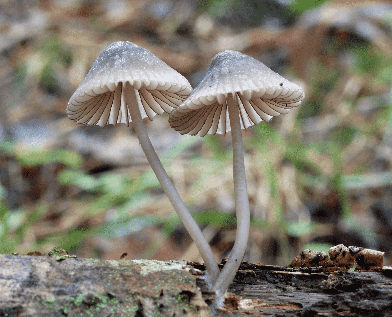 Purple edge bonnet (Mycena purpureofusca) thumbnail 2