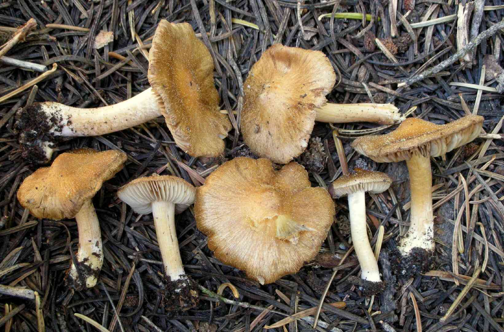 Inocybe fuscidula (Inocybe fuscidula) thumbnail 1