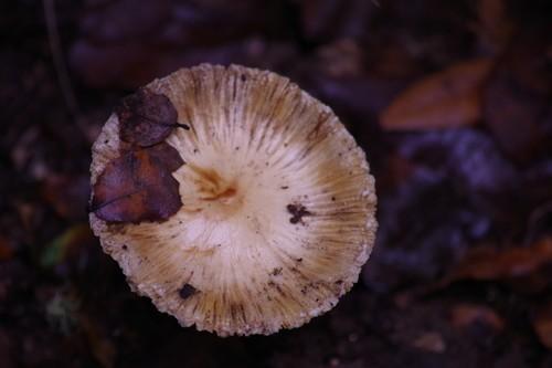 Corn-silk Inocybe thumbnail 2