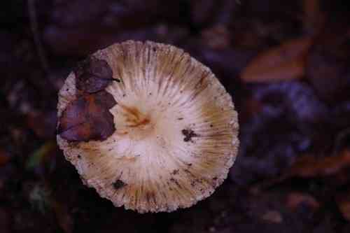 Corn-silk Inocybe (Inocybe sororia) thumbnail 2