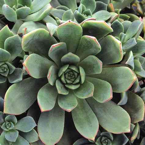 Haworth's aeonium