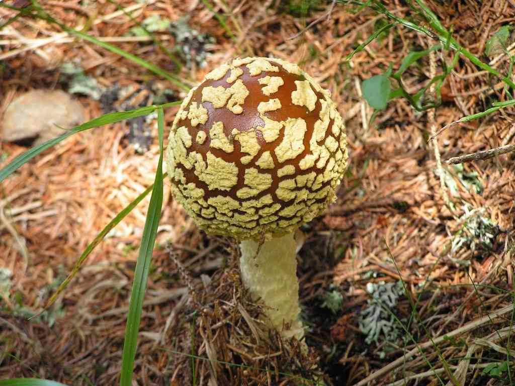 Royal fly agaric (Amanita regalis) thumbnail 1